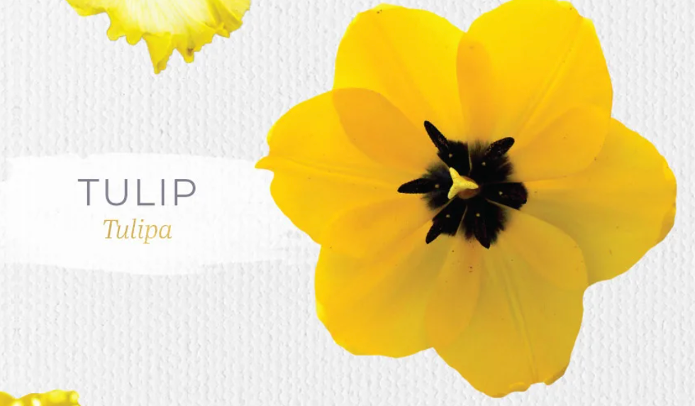 OTD - Yellow Tulip-Beta